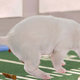 Image for article titled Controversial Puppy Bowl Star Shits During National Anthem